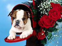 dogs hd wallpapers9.jpg