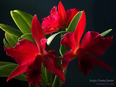 Sophrolaeliocattleya Jewel Box 'Dark Waters'