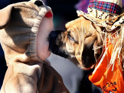 Dog Kissing Funny Standard Resolution HD Wallpaper