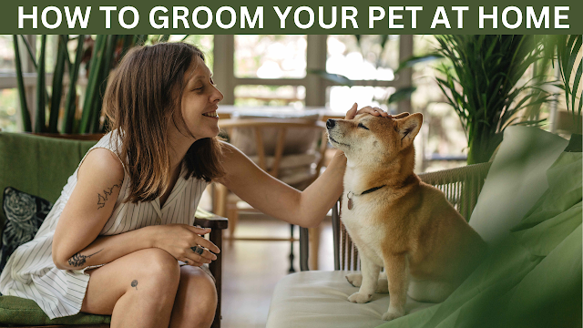 7 Easy Tips to Groom Your Pet at Home