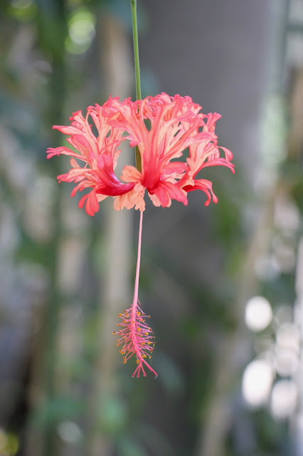 Catania, Botanical gardens