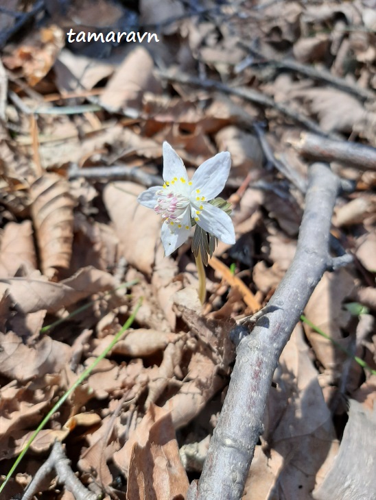 Весенник звёздчатый / Эрантис звёздчатый (Eranthis stellata)