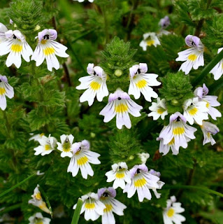 ইউফ্রেসিয়া (Euphrasia) [আইব্রাইট নামক গাছড়া ]  