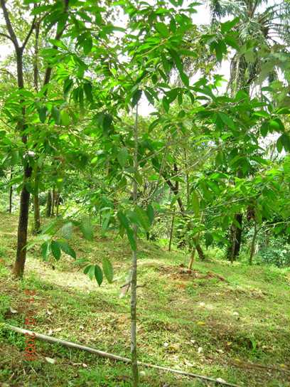 Pokok Pokok Hutan Malaysia
