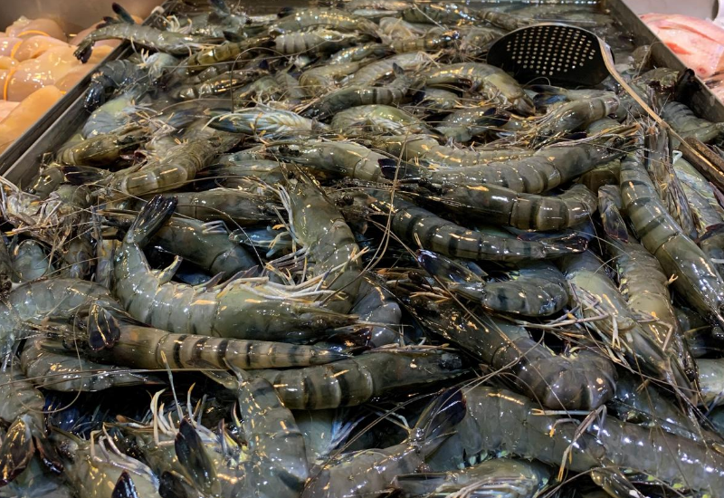 Harga Udang Harimau