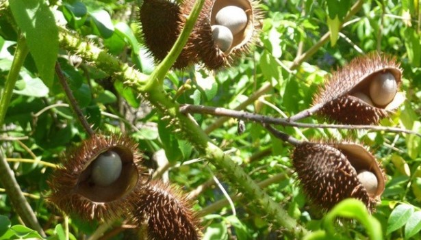 Manfaat buah kepiul/Kebiu