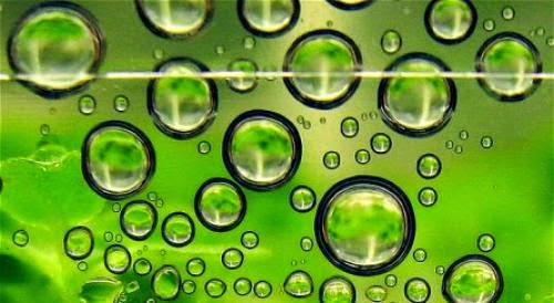 Feature Beyond The Hype Of Algal Biofuels