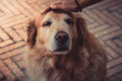 Man petting and touching a Golden retriever 