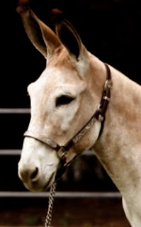 donkey jack Action Jackson at UC Davis horse barn