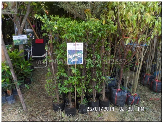 'งานเกษตรภาคอีสาน ขอนแก่น 2557