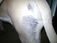 Dog Eczema Picture3