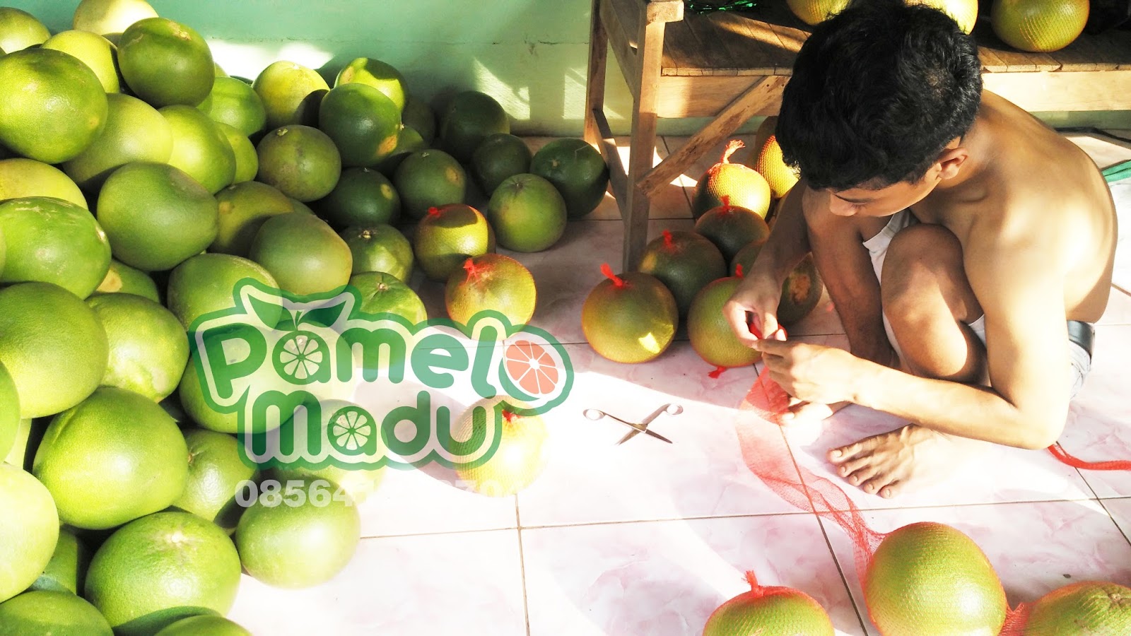 Panen Raya Jeruk Pamelo Madu Bageng Jeruk Bali Pamelo Madu Bageng