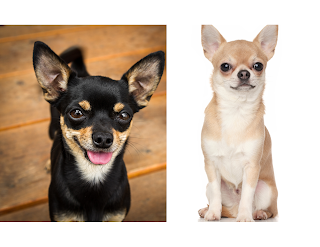 Chihuahua - This tiny breed is perfect for apartment living. They are affectionate and loyal, and their small size makes them easy to handle.