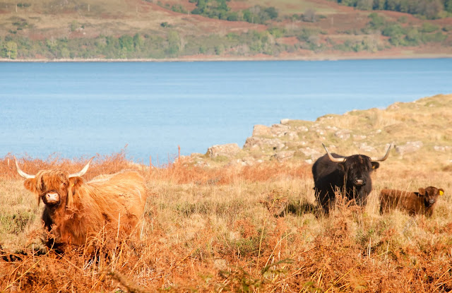 Mull coos, Scotland