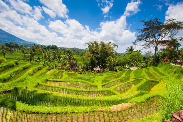 Risaie di Jatiluwih-Bali