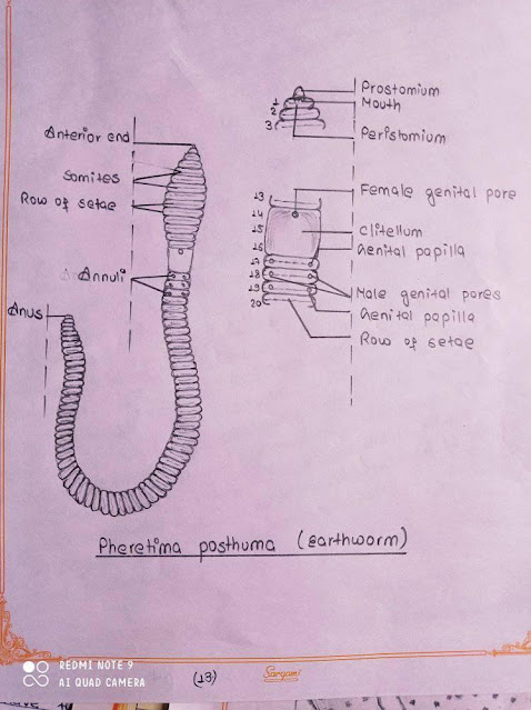 Labelled Diagram of  Pheretima Posthuma(Earthworm)