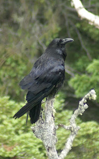 Grand corbeau - Corvus corax