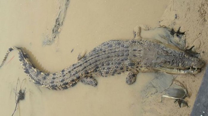 Buaya Sepanjang 2 Meter Dimasak Setelah Menyerang Warga