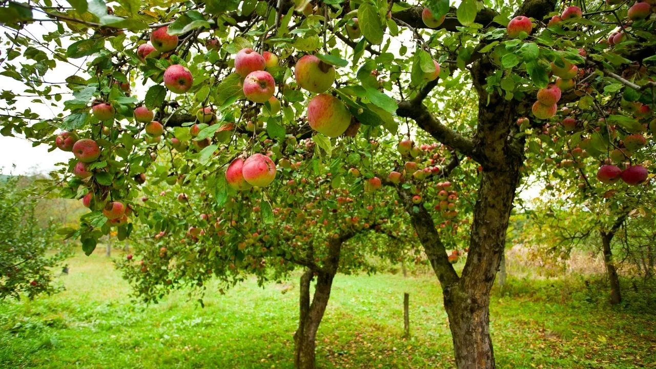 Trees with red apples in an orchard.