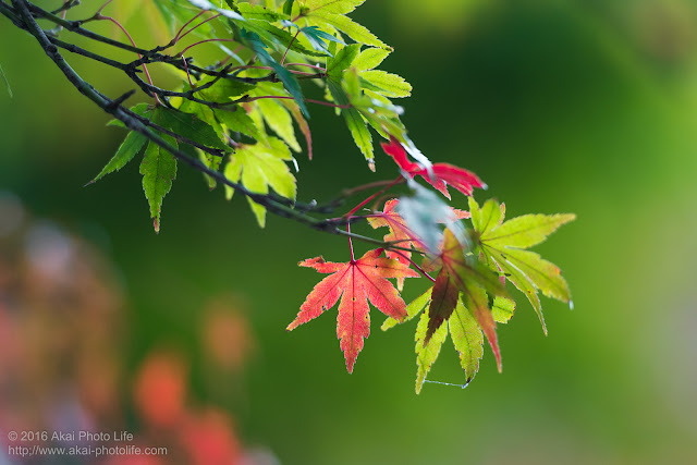 11月のまだ紅葉し切っていない紅葉の写真