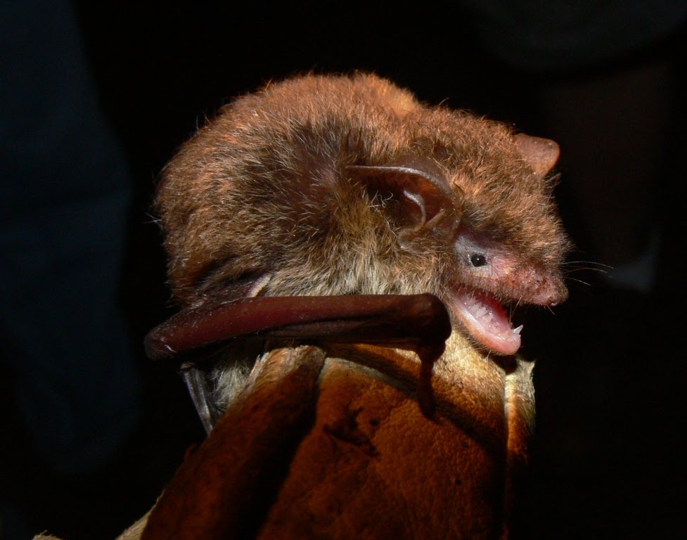 Ohio Birds and Biodiversity: Little Brown Bat