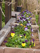 les fleurs de printemps! img 