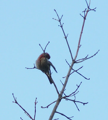 house finch preening