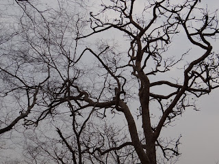 An Old Tree in Kali Ghati - Sariska Alwar (Raj)