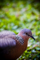 Bird Watching Log Book