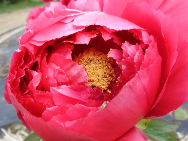 燕趙園の牡丹の花