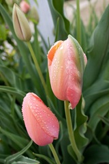 IMG_0847-1