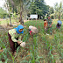 Dukung Program Hanpangan, Babinsa Bersama Warga Wonopringgo Bersihkan Rumput di Lahan Jagung 