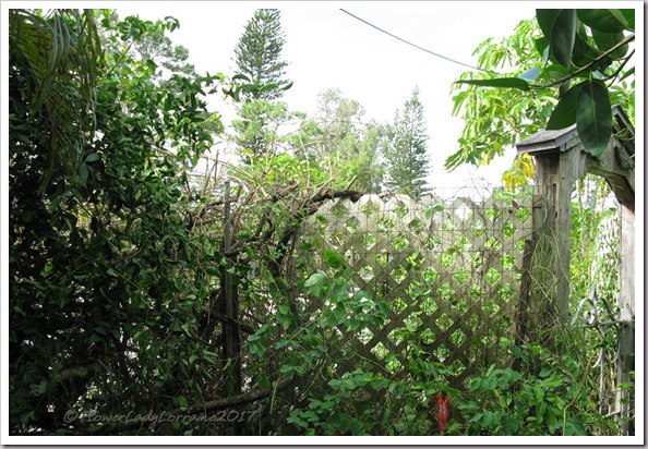 09-23-jasmine-hedge