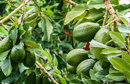 propagate avocado tree from cutting - Avocados on tree
