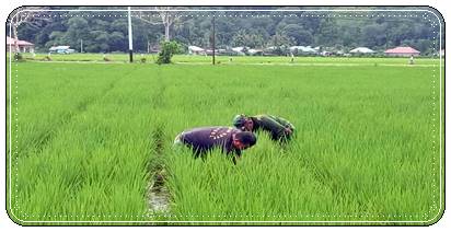 Bersama Petani Babinsa  Kodim 0311/Pessel Lakukakan Hal Ini Untuk Perangi Gulma Padi