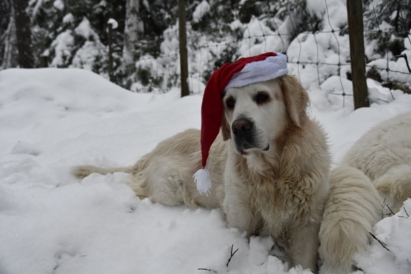 julestemning skautur