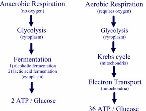 Aerobic and anaerobic processes