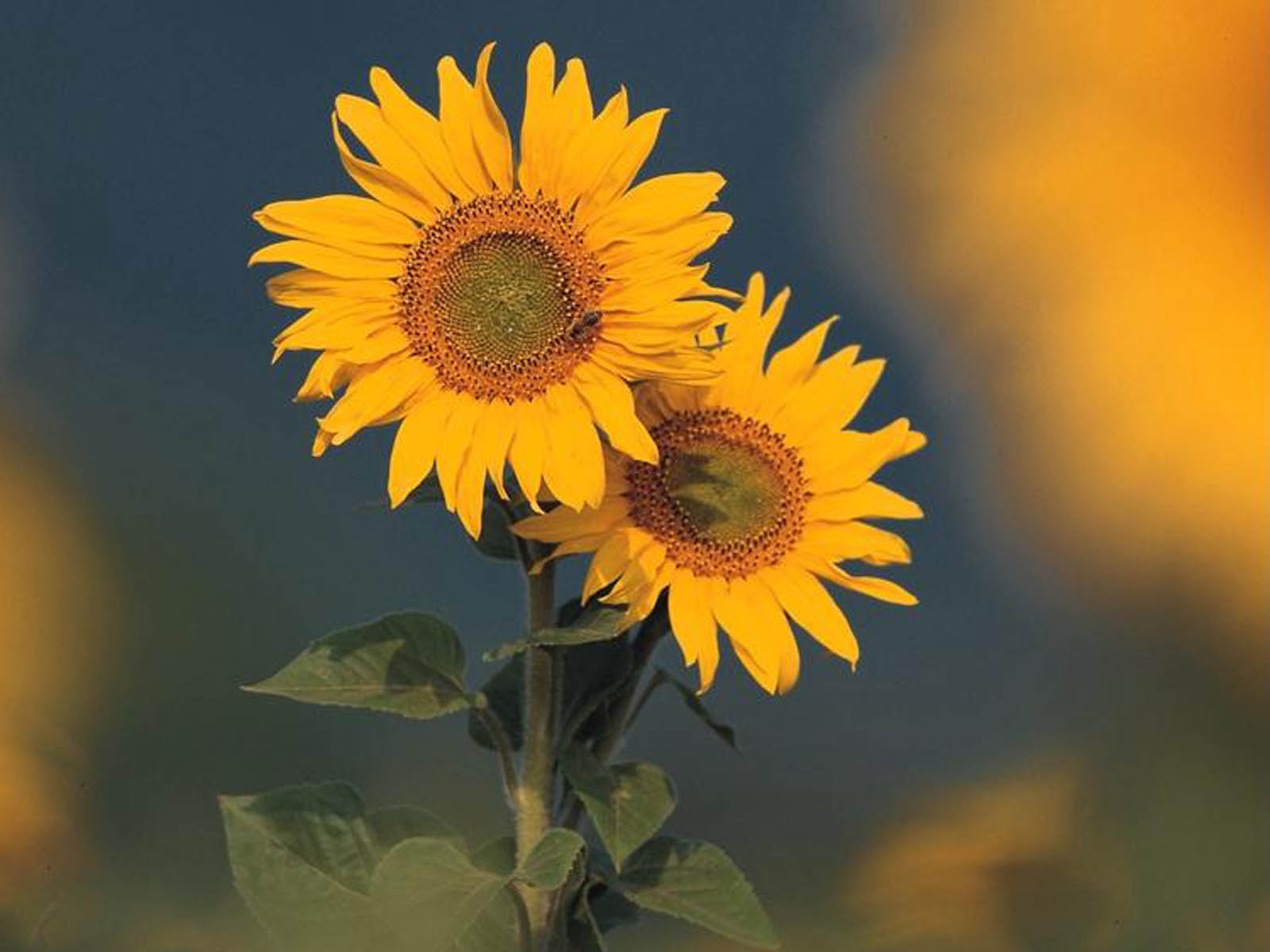 sad sunflower wallpaper wallpapers pic 22 wallpapers atoz blogspot com ...