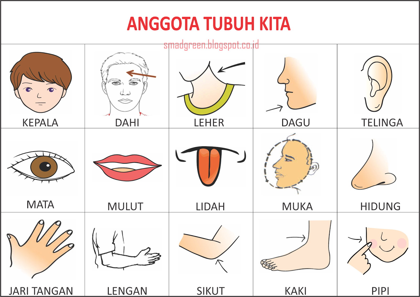 Contoh Gambar Atau Alat Peraga Pengenalan Gambar Anggota Tubuh