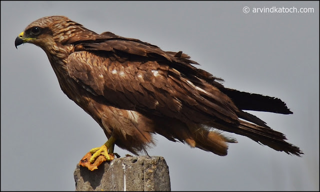 Indian, Spotted, Eagle,