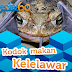 Peristiwa Langka, Kodok Memakan Kelelawar thumbnail