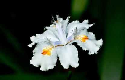 Lírio, Iris tectorum Maxim