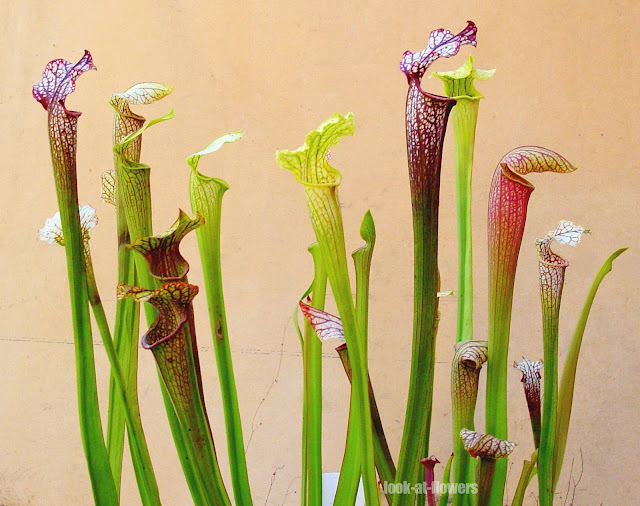 Sarracenia oreophila