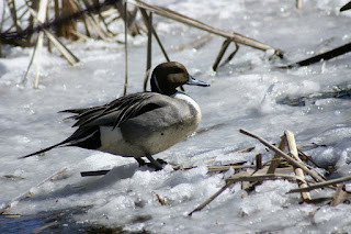 Canard pilet - Anas acuta