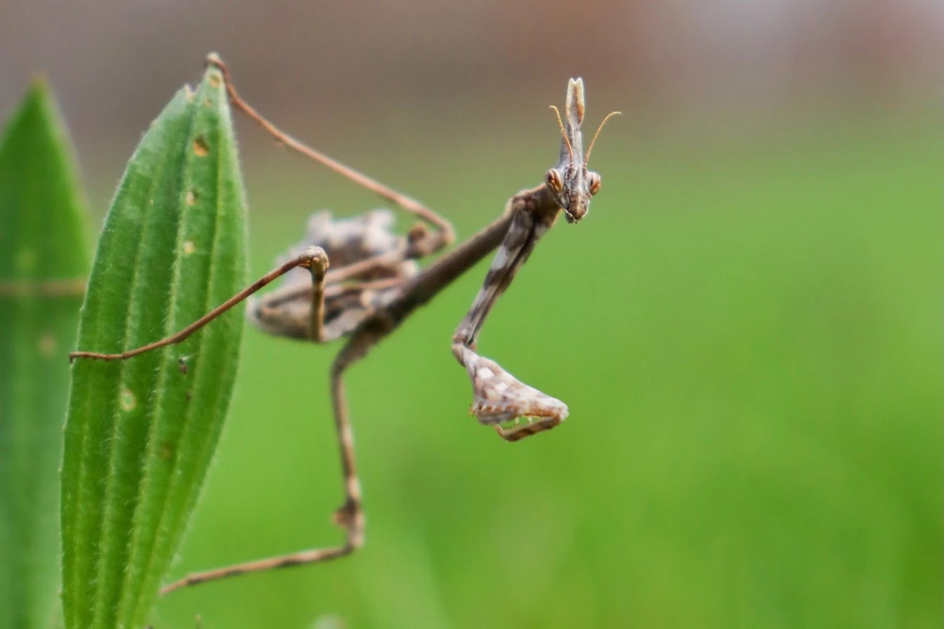 get-inspired-insect-macro-photography-tips-3_012188c8aad14777b8b7265fab1c5441