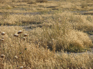 Huerta en secano Aliagar Zuera Zaragoza campo de golf