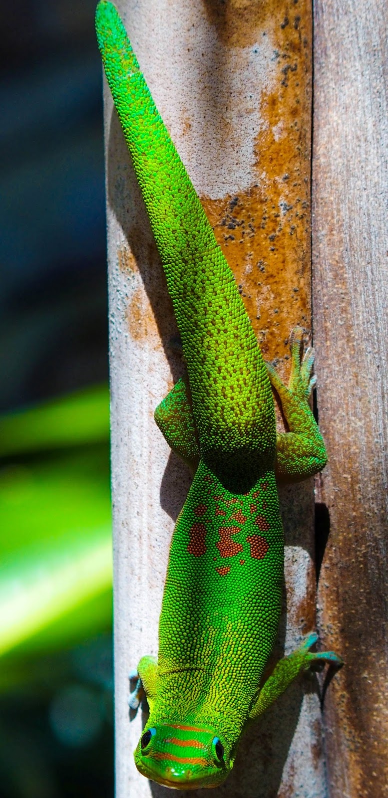 Photo of a green gecko hawaii.