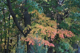 photo of early Autumn colors