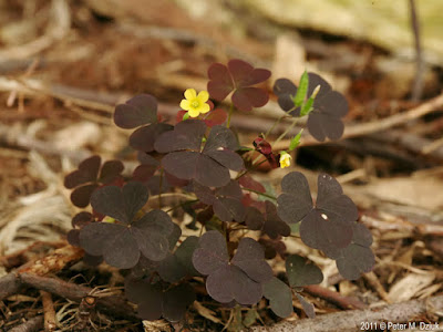 Кислица торчащая / Кислица прямая (Oxalis stricta)