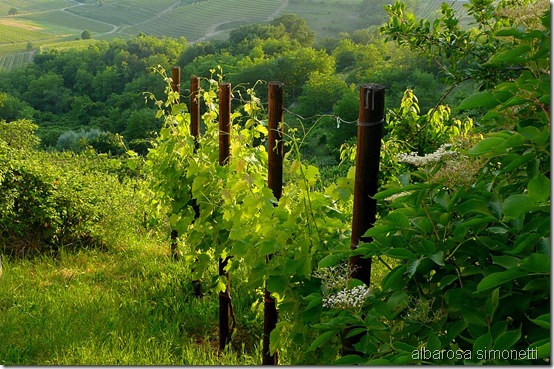 Cormons e varie 2011 011